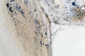 Why You Should Choose Our Mold Remediation Services in Stormstown, PA